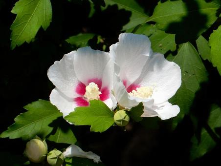 [Flower photo] White Rose of Sharon, JPG