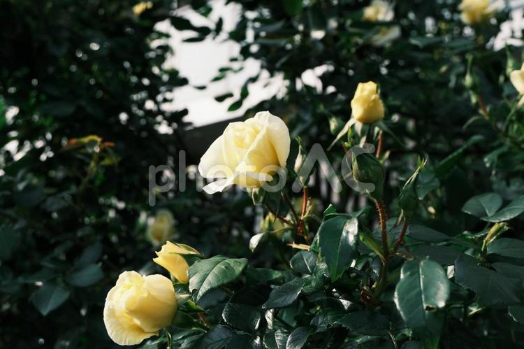 横から見た薔薇の花 薔薇,黄色,クリーム色の写真素材