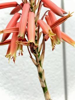 Photo, asianigakubi, aloe, insect, 