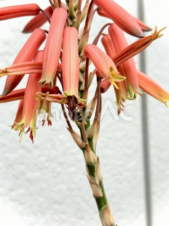 アロエの花に潜るフタモンアシナガバチ01 アシナガバチ,アロエ,昆虫の写真素材