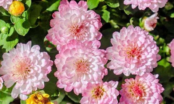 寿客（じゅかく） 菊,花,自然の写真素材