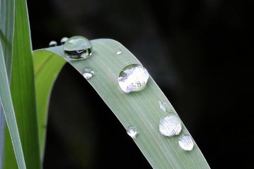 レモングラスの朝つゆ レモングラスの朝つゆ 植物,自然,グリーンの写真素材