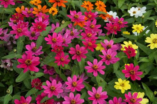 ジニア・プロフュージョン ジニア・プロフュージョン,秋の花,花壇の写真素材