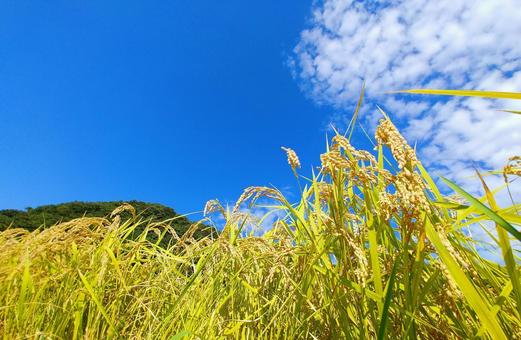 秋の風景/黄金色に色づいた稲穂と青空1 秋の風景/黄金色に色づいた稲穂と青空1 稲穂,秋,稲の写真素材
