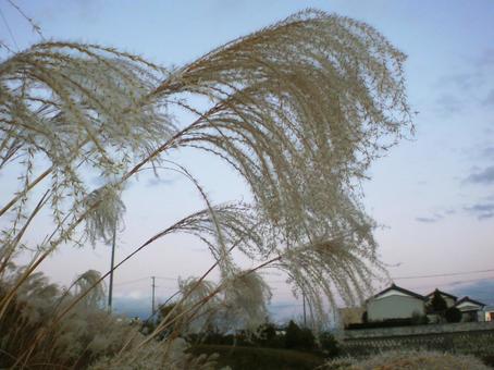 ススキの穂・夕暮れ時 ススキの穂・夕暮れ時 ススキ,ススキの穂,穂の写真素材