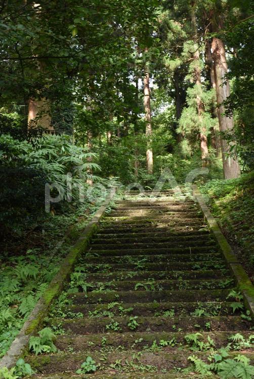 森の階段 並木,木,樹木の写真素材