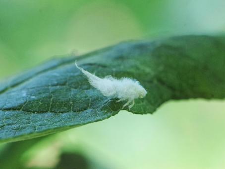 アオバハゴロモの幼虫 アオバハゴロモ,幼虫,昆虫の写真素材