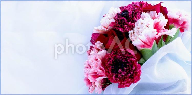 主に赤やピンクの3種花束素材 花,ピンク,カーネーションの写真素材