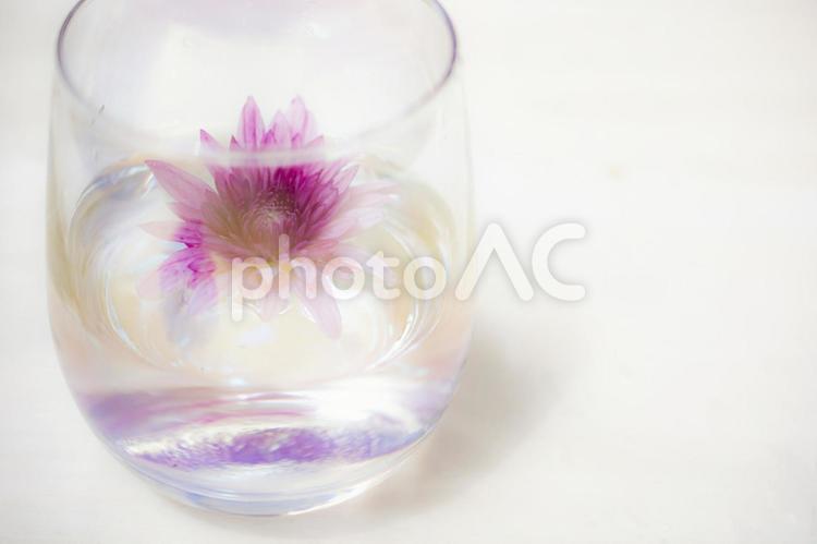 グラスに入った水　花　夏イメージ グラス,水,花の写真素材