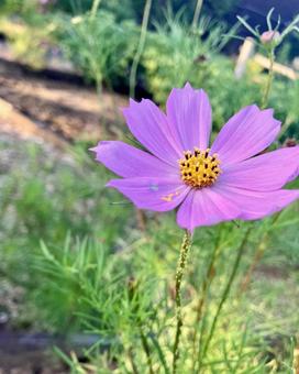 花壇にコスモス 花壇にコスモスの写真