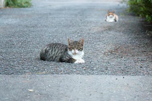 道端の猫たち 道端の猫たち 猫,野良猫,振り返るの写真素材