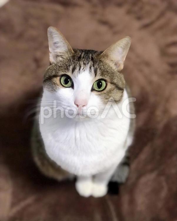 見上げる猫 ねこ,ネコ,catの写真素材