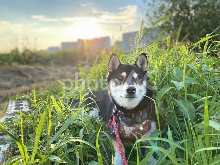 柴犬夕暮れお散歩 柴犬,黒柴,日本犬の写真素材