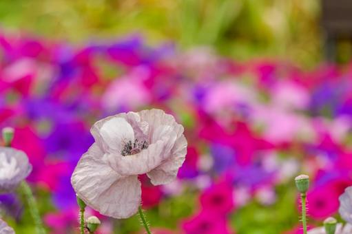 White poppies decorating the flower bed, JPG White poppies decorating the flower bed, JPG