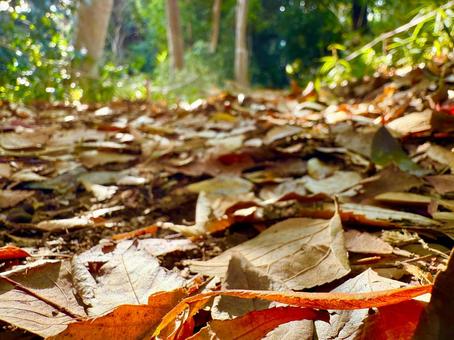 秋の森の枯れ葉 秋,枯れ葉,落ち葉の写真素材