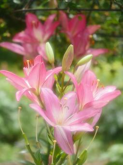 ピンク色のユリ ユリ,ピンクの花,花の写真素材