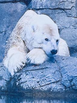 シロクマの写真