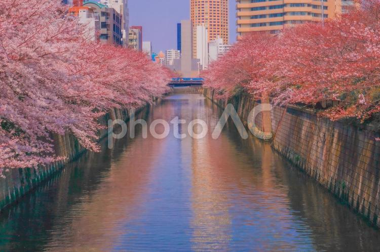 桜並木の川景色 川,桜並木,満開の写真素材