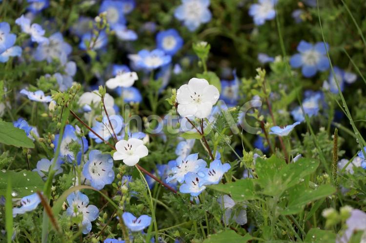 雨に濡れたネモフィラ ネモフィラ,花,自然の写真素材
