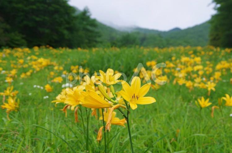 栃木県　初夏の霧降高原　ニッコウキスゲ横 ニッコウキスゲ,霧降高原,日光の写真素材
