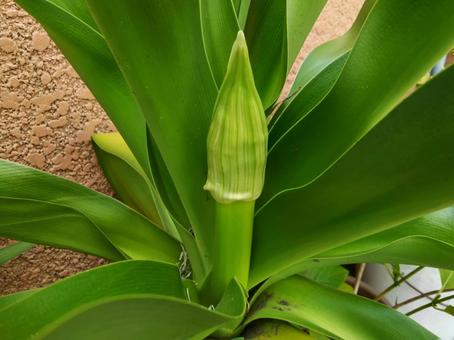 やがて芳香のある白い花が咲きます やがて芳香のある白い花が咲きますの写真