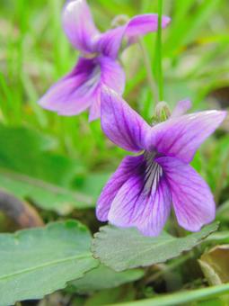 Violets blooming in spring_03, JPG Violets blooming in spring_03, JPG