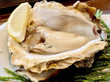 生食の大きな岩牡蠣(夏季限定) 生牡蠣,岩牡蠣,シーフードの写真素材