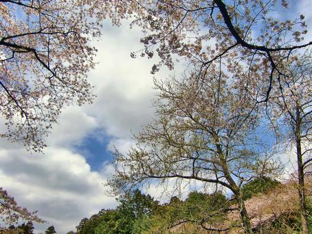 清水公園の桜-121 清水公園の桜-121 清水公園,千葉県野田市,桜の木の写真素材