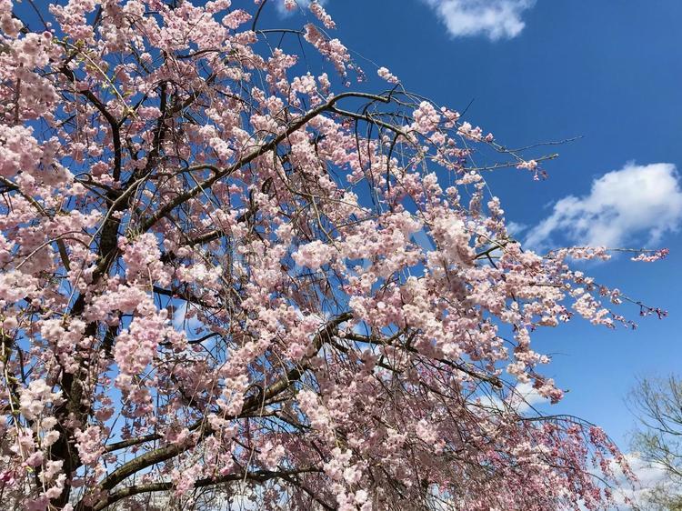 青空と桜の花 桜,さくら,サクラの写真素材
