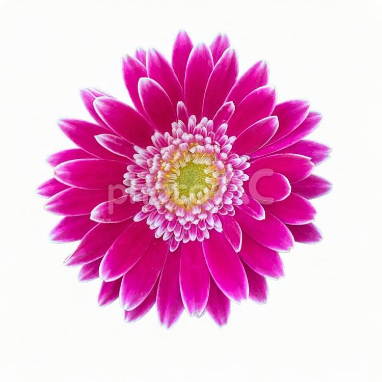 画像素材　菊　ピンク 菊,ピンク,切り抜きの写真素材