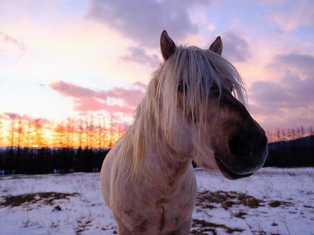 朝焼けと道産子 朝焼け,馬,どさんこの写真素材