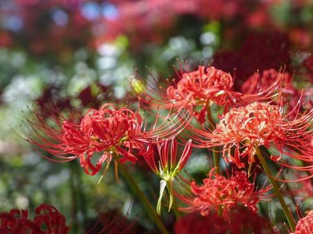 赤い彼岸花の花畑2 赤い彼岸花の花畑2の写真