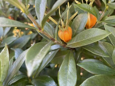 くちなしの実 くちなし,実,くちなしの実の写真素材