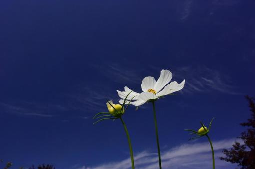 Photo, cosmos, sky, wind, 