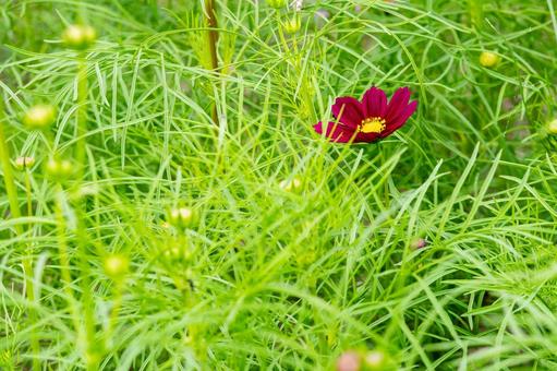 コスモス(46) コスモス(46) 花,コスモス,アキザクラの写真素材