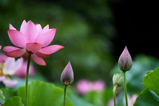 Oga lotus 5, JPG