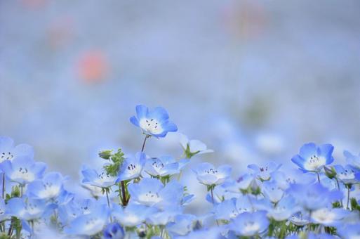ネモフィラの花 ネモフィラの花の写真