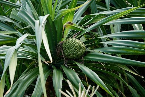緑の幾何学 アダン,自然,熱帯の写真素材