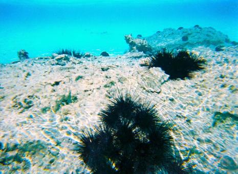 サンゴに群がるウニ サンゴに群がるウニの写真