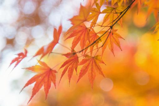 紅葉 紅葉の写真