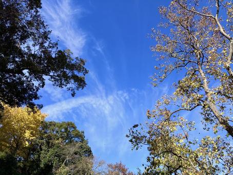 木々と青空 木々,青空,秋の写真素材