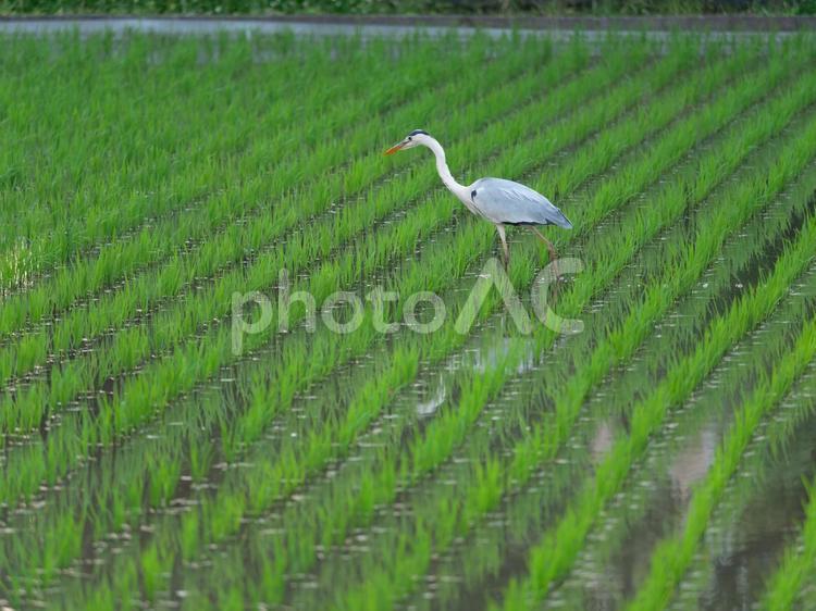 市街地の水田のアオサギ アオサギ,青鷺,サギの写真素材