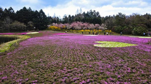 芝桜 富士芝桜まつり 芝桜,富士芝桜まつり,山梨県の写真素材