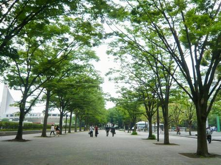 代々木公園のケヤキ並木通り 代々木公園のケヤキ並木通り ケヤキ並木通り,代々木公園,風景の写真素材