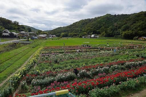 宝塚ダリア園　秋　ダリア804 宝塚市,宝塚ダリア園,ダリアの写真素材