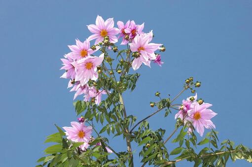 皇帝ダリヤ 植物,花,皇帝ダリヤの写真素材