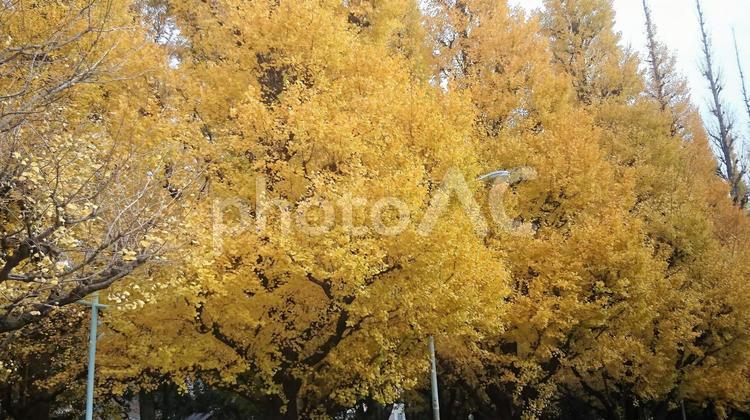イチョウ並木 いちょう,いちょう並木,イチョウ並木の写真素材