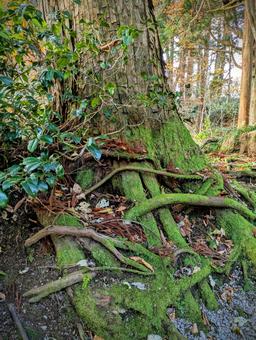 木の根元 木の根元,杉,大木の写真素材