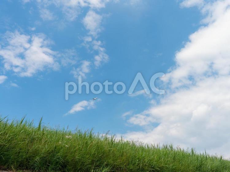 青空と新緑の景色 新緑,緑,植物の写真素材