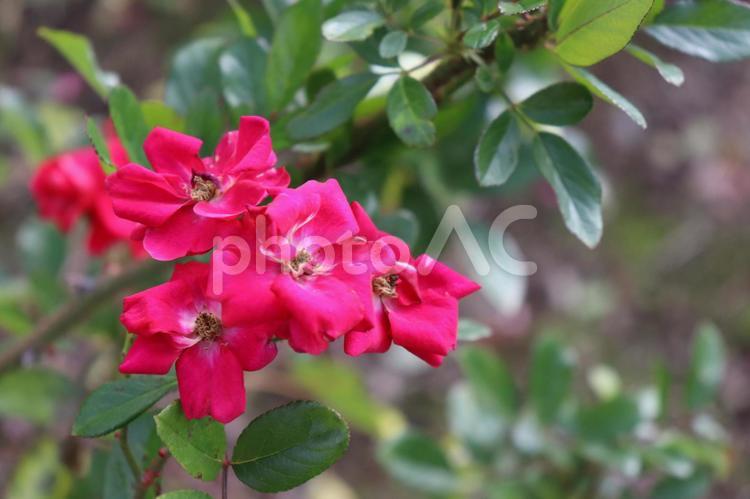 イギリスの薔薇、ルフス 薔薇,植物,ルフスの写真素材